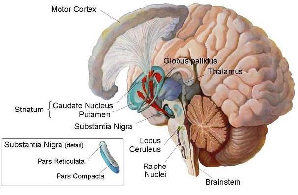 Datum: September 2012 Ziekte van Parkinson Neurologische aandoening, oorzaak onbekend Afsterven van zenuwcellen in de