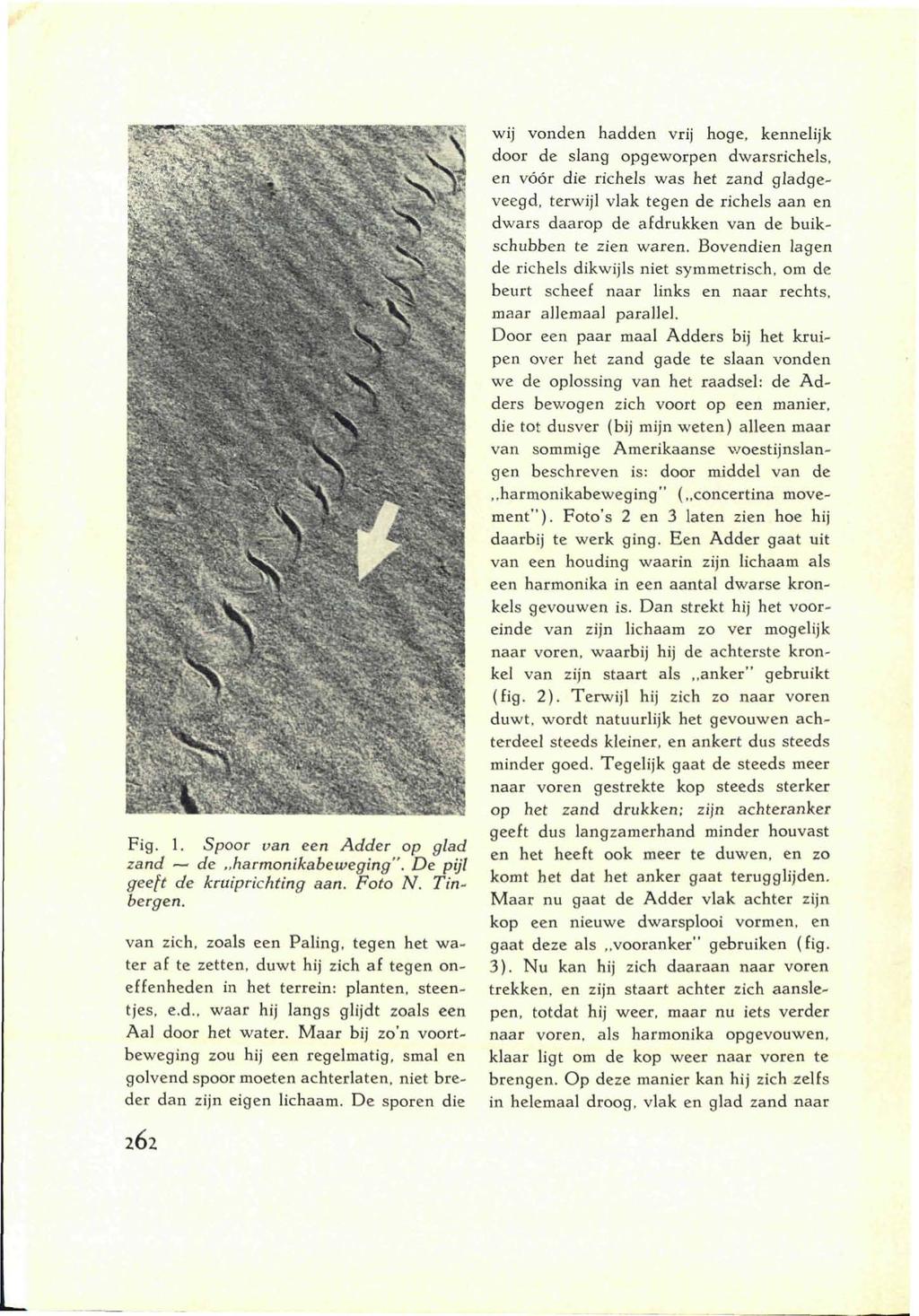 Fig. 1. Spoor van een Adder op glad zand de harmonikabeweging". De pijl geeft de kruiprichting aan. Foto N. Tinbergen.