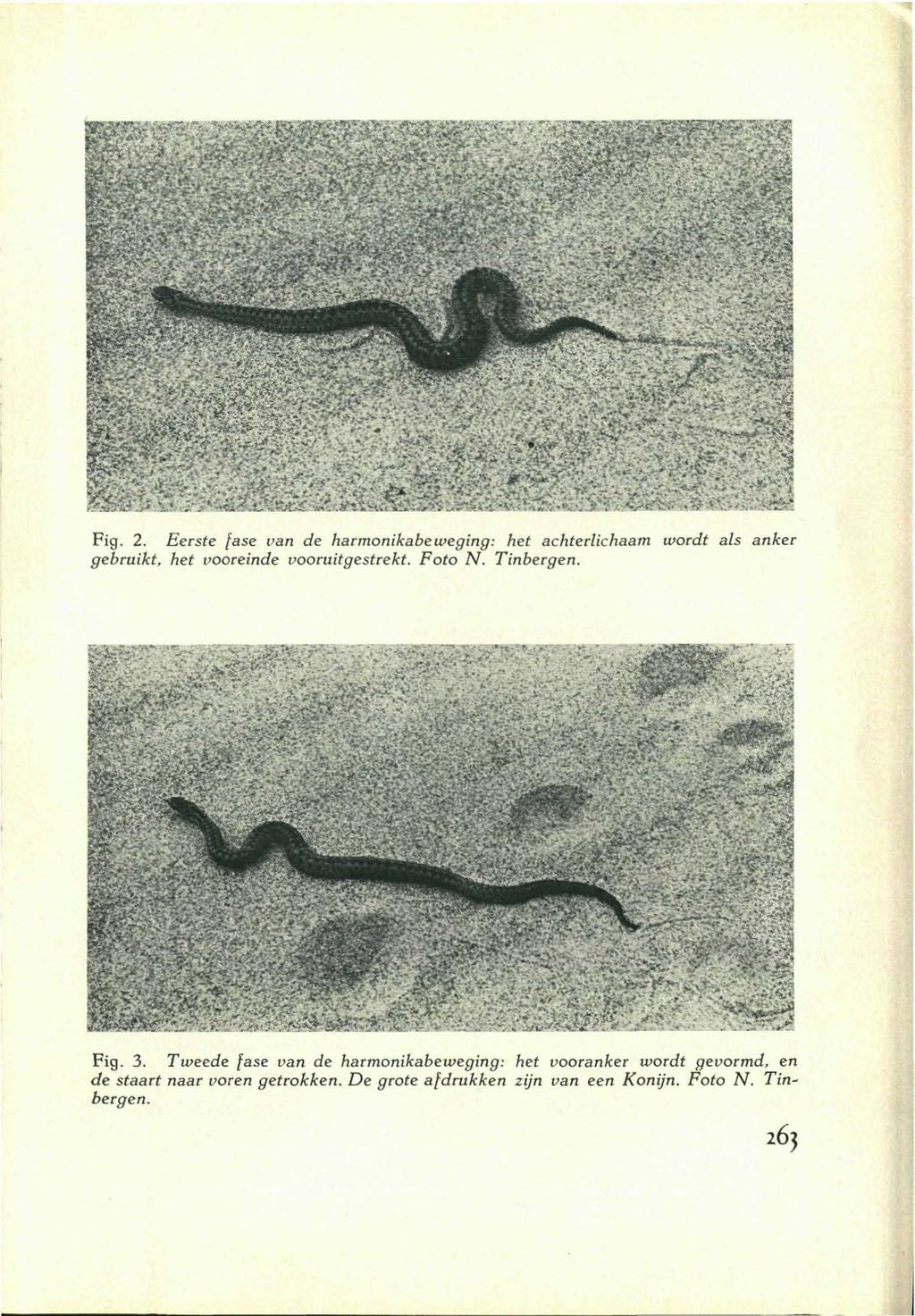 Fig. 2. Eerste fase van de harmonikabeweging: het achterlichaam wordt als anker gebruikt, het vooreinde vooruit ge strekt. Foto N. Tinbergen. Fig. 3.