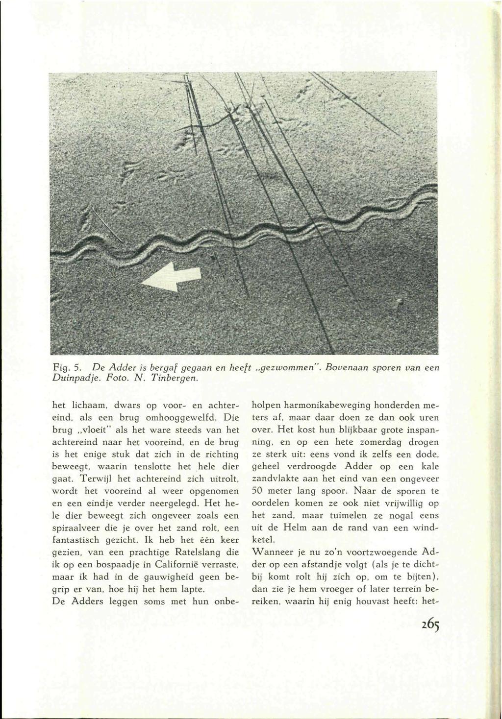 Fig. 5. De Adder is bergaf gegaan en heeft gezwommen". Bovenaan sporen van een Duinpadje. Foto. N. Tinbergen. het lichaam, dwars op voor- en achtereind, als een brug omhooggewelfd.