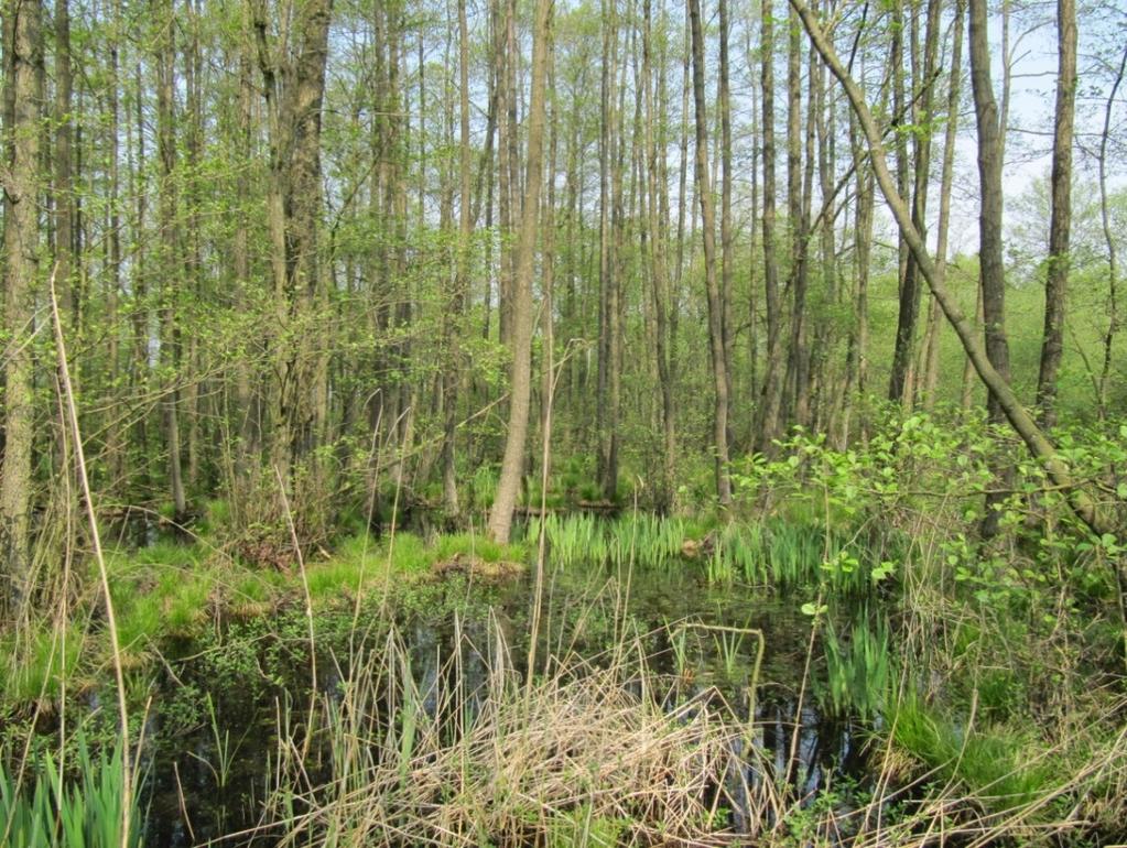 1 Inleiding 1.1 Achtergronden van het onderzoek Als onderdeel van het Natura 2000-gebied Drentsche Aa wordt het natuurgebied Geelbroek (Afb. 1) opnieuw ingericht.