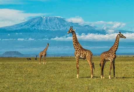 KENIA DAG 7 & 8 MASAI MARA NATIONAL RESERVE Ontbijt en transfer naar de luchthaven voor uw vlucht naar Masai Mara National Reserve. Aankomst en onthaal, gevolgd door transfer naar de lodge.