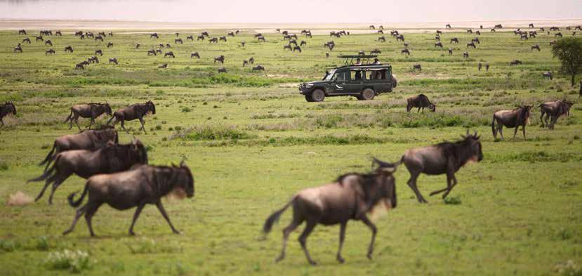 Noordelijke Serengeti (juli-september): Verblijf van 3 nachten in Chaka Camp (4*) of Serengeti Bushtops (5*) op basis van vol pension en activiteiten.