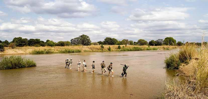 ZAMBIA DAG 5 > 7 SOUTH LUANGWA NP WANDELSAFARI Het kamp zal verplaatst worden naar Camp 3 terwijl u verder stroomafwaarts langs de river wandelt.