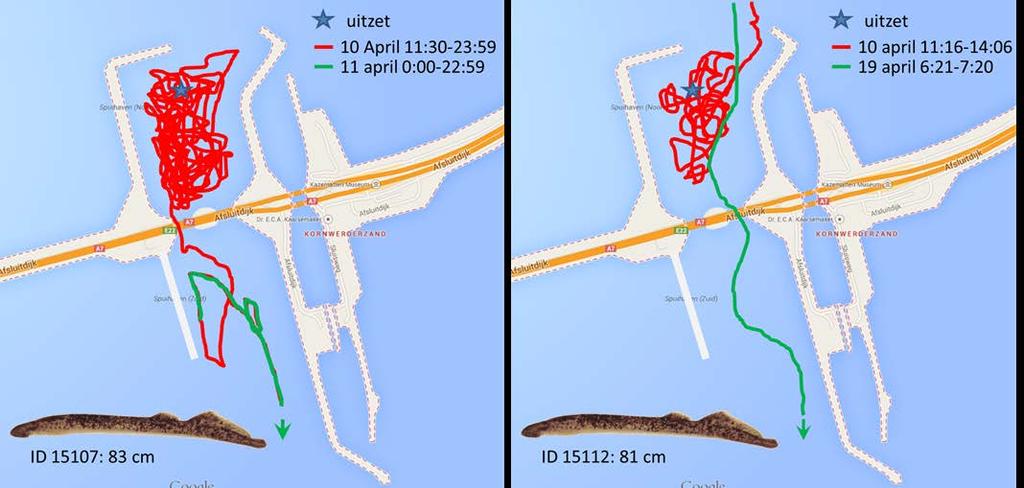 De detectiepatronen in de tijd laten zien dat zeeprik typisch perioden van intensief aanwezig zijn in de spuikom afwisselt met perioden van afwezigheid.