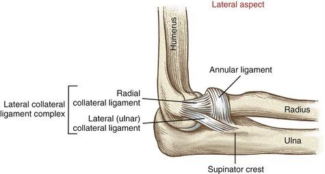 Het radiaal collateraal ligament ontspringt ter hoogte van laterale epicondyl en insereert op het annulair ligament.