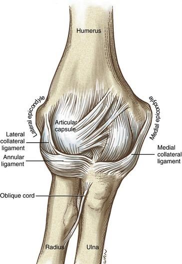 (17) Figuur 5: Anterieur zicht van de het elleboogkapsel en de collaterale ligamenten. (17) 2.1.4 Biomechanica De elleboog staat samen met de schouder in voor het positioneren van de hand in de ruimte.