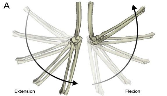 Figuur 6: Elleboogbewegingen. Extensie Flexie (A) en Supinatie Pronatie (B). (19) Flexie en Extensie De flexie extensie beweging gebeurt voornamelijk in het ulnohumerale gewricht.