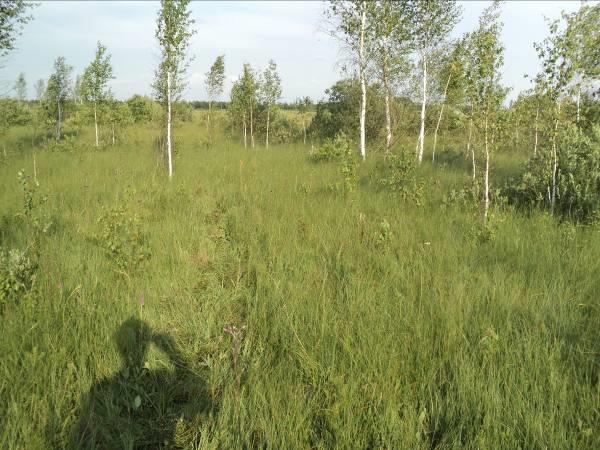 Photo 7: Influence of trees on the light intensity in a rich fen. The photos above were taken with a so-called fish-eye lens looking vertically upwards and show the actual crown cover.