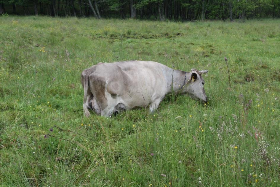 Foto 11: Een koe die diep wegzakt in een Pools veen. Photo 11: A cow sinks deep into a Polish fen. 6.