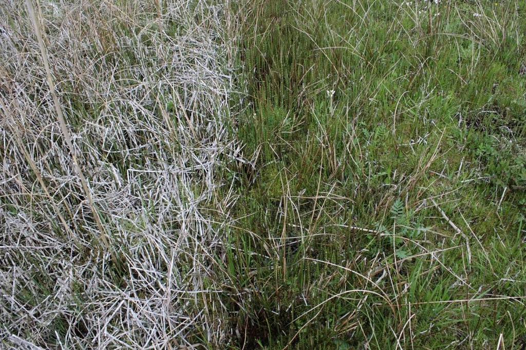 Foto 6: Invloed op vegetatiestructuur van wel en niet maaien in de Drentse Aa. Links niet-gemaaid met afgestorven stengels van Holpijp en Snavelzegge, rechts wel gemaaid.