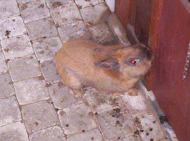 De konijnen Konijntjes hebben lange oren en een stompe staart. Pluk geen gras of blaadjes om aan de konijnen te geven. Daar worden ze ziek van!