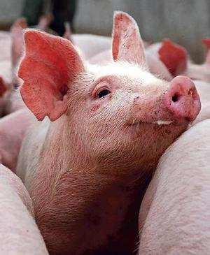 De varkens Onze varkens kan je niet aaien. En dat is maar best ook, want varkens hebben heel scherpe tanden en kunnen hard bijten. Een big heeft zelfs al tandjes als het geboren wordt!