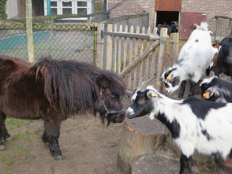 De Shetland pony's Mogen geaaid worden, maar kunnen bijten!