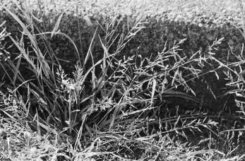 77 Straatliefdegras (Eragrostis pilosa) komt in de stad steeds meer voor (foto: Ruud van der Meijden). Uit het onderzoek zijn geen effecten naar voren gekomen van de toegenomen neerslag.