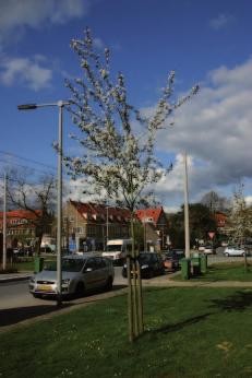 1 Werkwijze Takvrije stamlengte Voordat met begeleidingssnoei kan worden begonnen, moet eerst bekend zijn welke randvoorwaarden de omgeving aan de boom stelt.