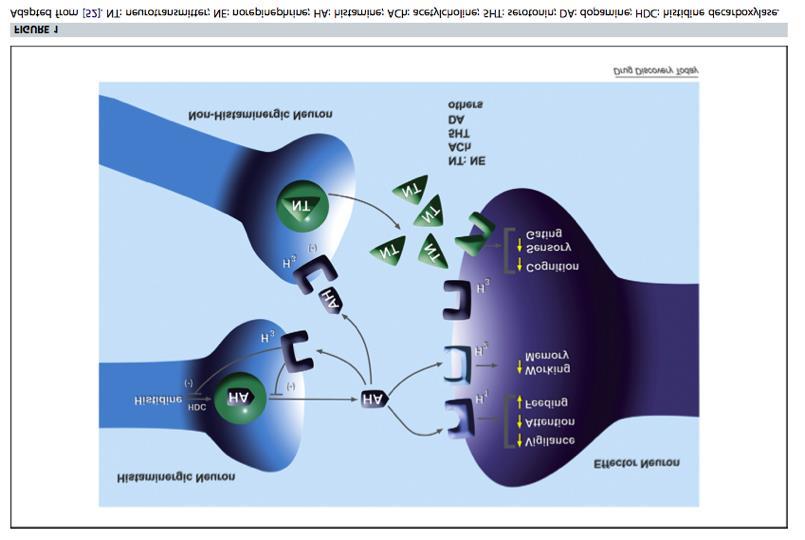 Histamine receptors are highly expressed in regions implicated in TS Neuromodulator that is counterregulating DA