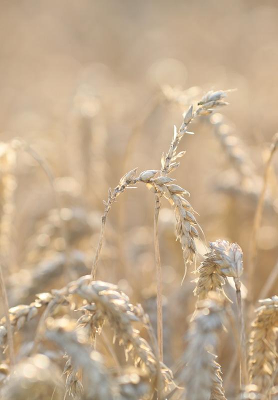 MEESTERS IN NATUURLIJK VOER HET GEHEIM VAN VOERMEESTERS Natuurlijke grondstoffen bevatten een rijkdom aan kracht en energie voor jouw paard.