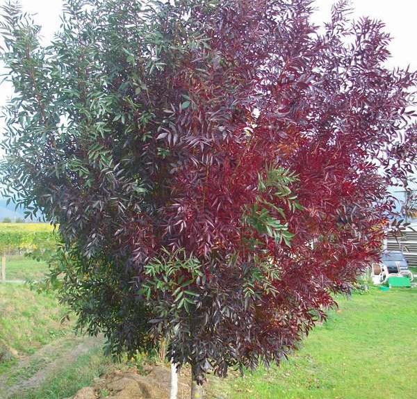 natuurlijk, zacht scherm van kokos met een hoogte van180cm (tevens