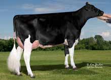 Over onze stieren en hun fokwaarden Wijziging fokwaarden De nieuwste Alta-toppers De Holstein Association US (stamboek VS) heeft de Westenrade AltaSPRING formule voor uier (Udder Composite) en