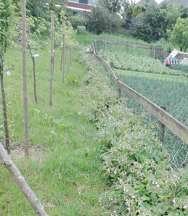 5. Natuur op de tuin Op onze volkstuin proberen we natuurlijk met zoveel mogelijk zorg voor de natuur onze groenten te telen. En dan krijgen we daar ook veel natuur voor terug.