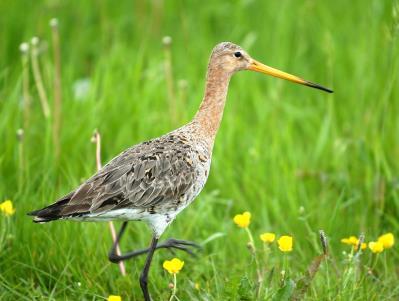 Vogelbescherming: vergroening Gemeenschappelijk Landbouwbeleid mislukt Vijftien natuurorganisaties, waaronder Vogelbescherming, roepen vandaag de Kamer op om de nationale implementatie van het