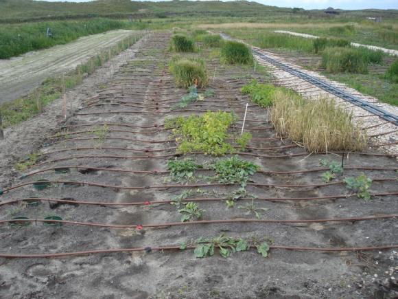 Van één van de zoutconcentraties is geïllustreerd hoe de hoofdleiding en de druppelslangen (1 vak) zullen lopen (Figuur van A. de Vos).