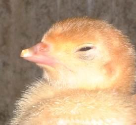 Bij vleeskalkoenen werden drie methoden van snavelbehandelen toegepast: 1. Het behandelen van de punt van de bovensnavel met de Bio-Beaker op de eerste levensdag in de broederij. 2.