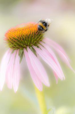 goede scherptediepte, de scherpte ligt in de bloem, erg