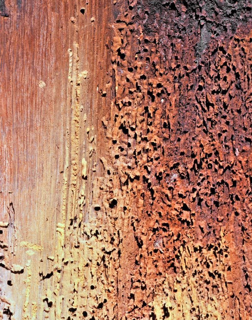 Aantasting van een zestiende-eeuwse eikenkozijnstijl door kleine houtworm (Anobium punctatum) - de oorzaak waardoor het aangetast is en door welke schimmel of welk insect het hout is of wordt