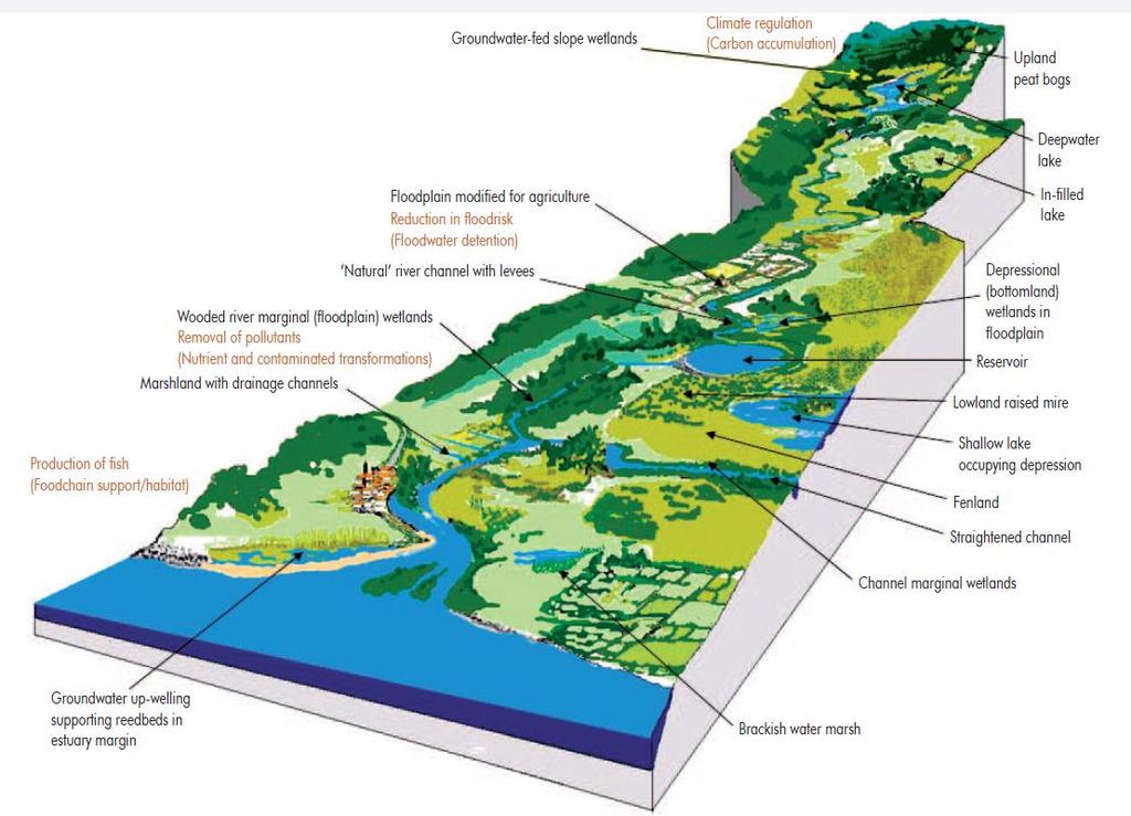 Riviergradiënt = functionele gradiënt Klimaatregulatie (koolstofopslag) Regulatie overstromingsrisico