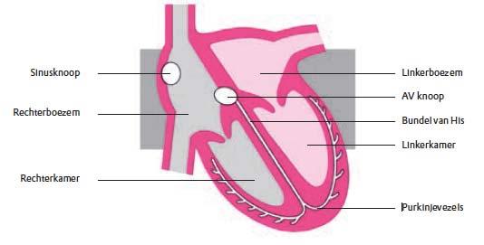 Naar schatting hebben zo n 40.000 Nederlanders een vorm van cardiomyopathie. Afbeelding 3: Het geleidingssysteem. Wat is cardiomyopathie? Cardiomyopathie wordt ook wel hartspierziekte genoemd.