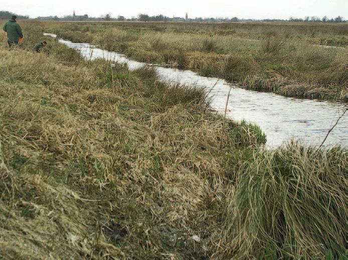 De staart is meestal tweekleurig. Goede kenmerken zijn de aanwezigheid van franjes; een rij stijve haren aan de achterpoten, die een hulpmiddel zijn bij het zwemmen.