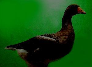 Gans van de Vire en de Ton Het is een kleine landgans, met het type van de Vlaamse gans.