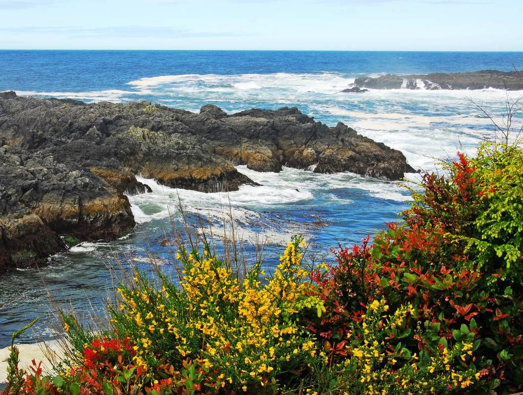 Daarbij komen ze langs de kust van Clayoquot Sound, bij Tofino. Ook buiten de periode van de walvismigratie zijn deze grote zeezoogdieren te spotten.