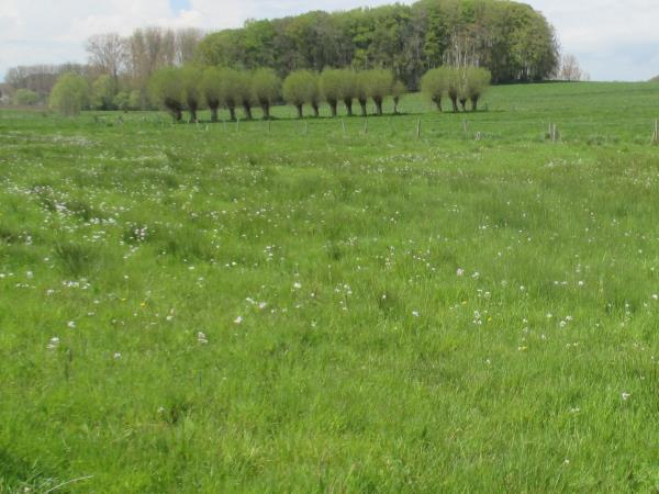 Vlaanderen: Natuur in je Buurt via Agentschap Natuur en Bos Vernieuwend groenproject Projectoproep (september 2017) Vlaamse en provinciale laureaten Meer en betere natuur dicht in de
