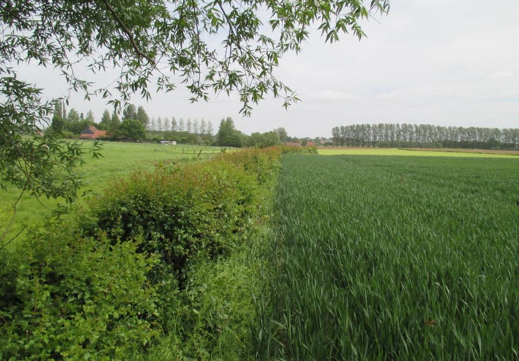 Vlaanderen: Kleine landschapselementen Aanleg/Aanplant via Vlaams landbouwinvesteringsfonds Aanleg van KLE s?