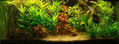 Instellingsaquarium 4 de