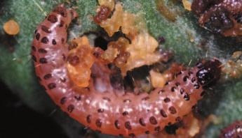Bodempredatoren die actief zoeken naar de rups, kunnen een goede aanvulling zijn. Behalve bodemroofmijten, zoals Hypoaspis, bieden ook kortschildkevers perspectief.