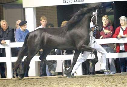 (Brandus 345 Sport) is in het verslag van de Fokdag in Blauwhuis niet genoemd doordat ze werd verwisseld met Lieske fan Simir, die een 2A-notering haalde. Ondanks haar IBOP van 84 punten kwam Nynke G.