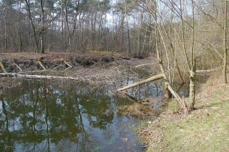 In de hoeken waar bomen in het water zijn gelegd kon