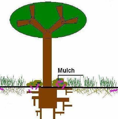 De levende bodem Mulchen met organisch materiaal om de bodem op te bouwen Onderdrukt onkruid Bodem