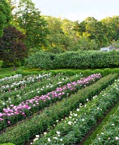 met robuuste vaste planten worden in rijene n grote groepen aangeplant