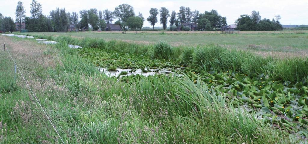 begonnen grasgroei. Een telefoongesprek met een medewerkster van het waterschap liep zo uit de hand dat Tabel 4 uiteindelijk de hoorn op de haak is gegooid.