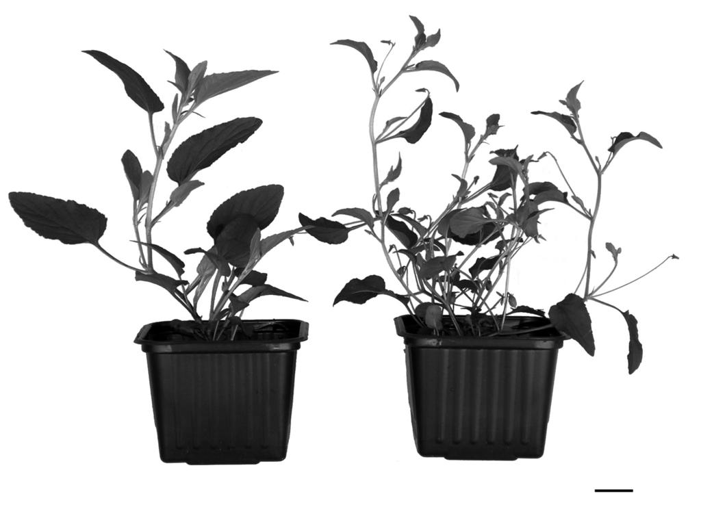 Phenotypic plasticity of Viola stagnina English version Fig. 3. Planten van Viola stagnina Kit. ex Schult. var. stagnina (Veen melkviooltje; links) en V. stagnina Kit. ex Schult. var. lacteoides (W.