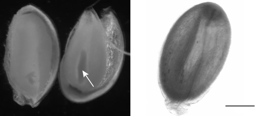 Fenotypische plasticiteit van Viola stagnina Nederlandse versie 200 μm Fig. 4. LM foto s van zaden van de F1 die voortkwam uit een kruising tussen Viola stagnina Kit. ex Schult. var. lacteoides (W.