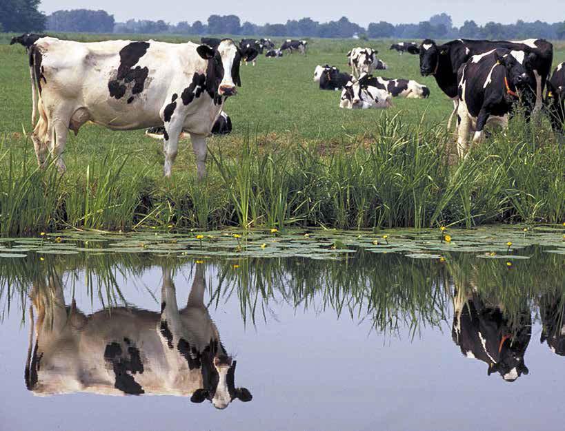 11 ke oever. Voor de biodiversiteit en waterkwaliteit werkt dit concept prima.