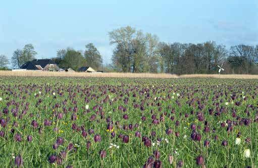 Er is bijna sprake van een contramal met de kaart met kleine landschapselementen.