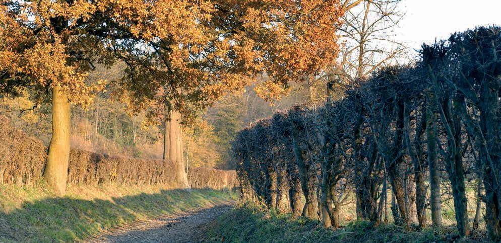 Streekeigen landschapselementen versterken de herkenbaarheid van het landschap. Hagen aan de Dorrenweg in Limburg bijvorbeeld.