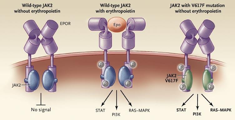 JAK2 V617F activeert EPO, TPO en GCSF-receptoren Inactief JAK2 geen EPO JAK2 met EPO JAK2V617F actief zonder EPO JAK2 V617F activeert